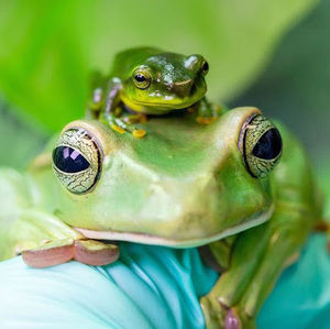 Meet your Posher, Sierra